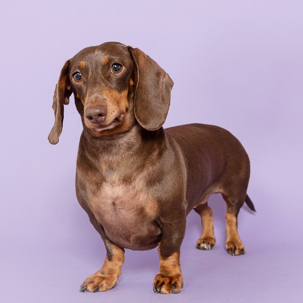 My Name Is Rose! Pleased to Meet You!